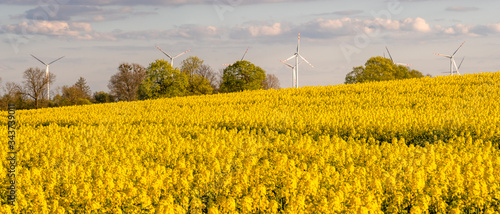 Rural spring landscape.Panorama of blooming rapeseed field on a beautiful sunny day