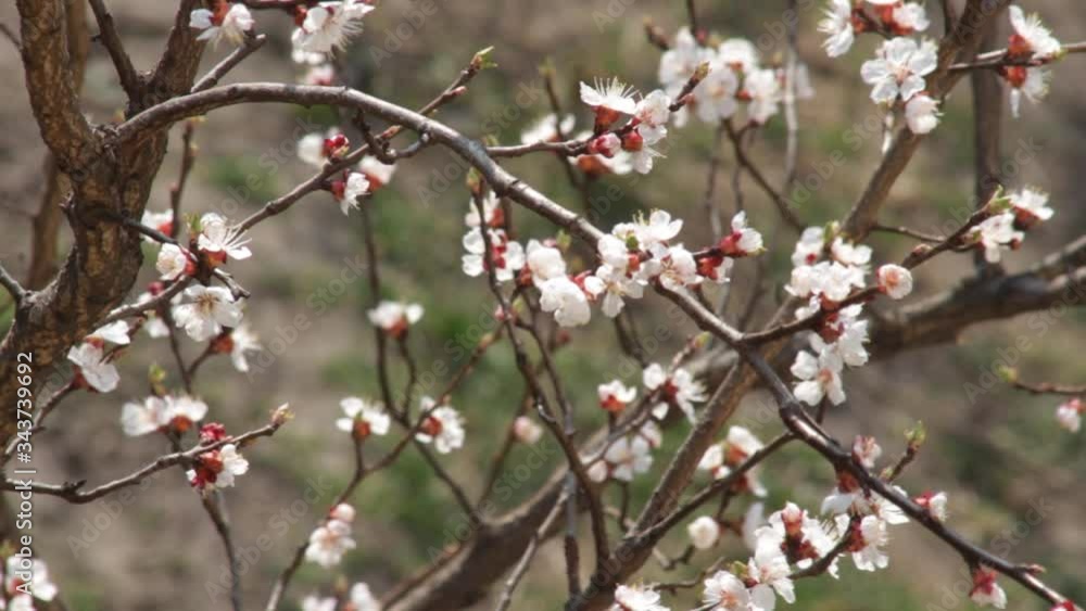 beautiful apricot tree with gentle aromatic blossom on branches grows in spring garden on nice day closeup beautiful apricot tree with gentle aromatic blossom on branches grows in spring garden on nice day closeup