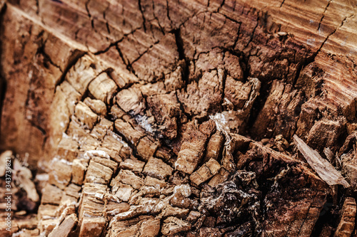 Tree shredded chips close up wooden texture. Brown detailed natural material macro old wood macro