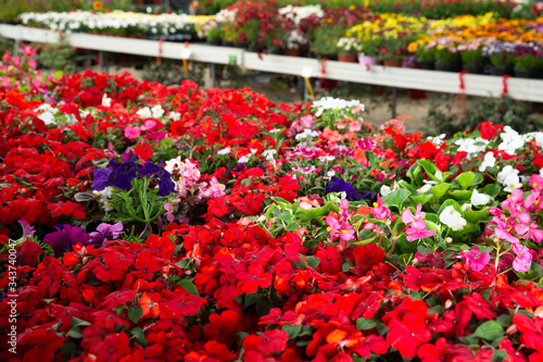 View of different bloomy flowers begonia growing in greenhouse