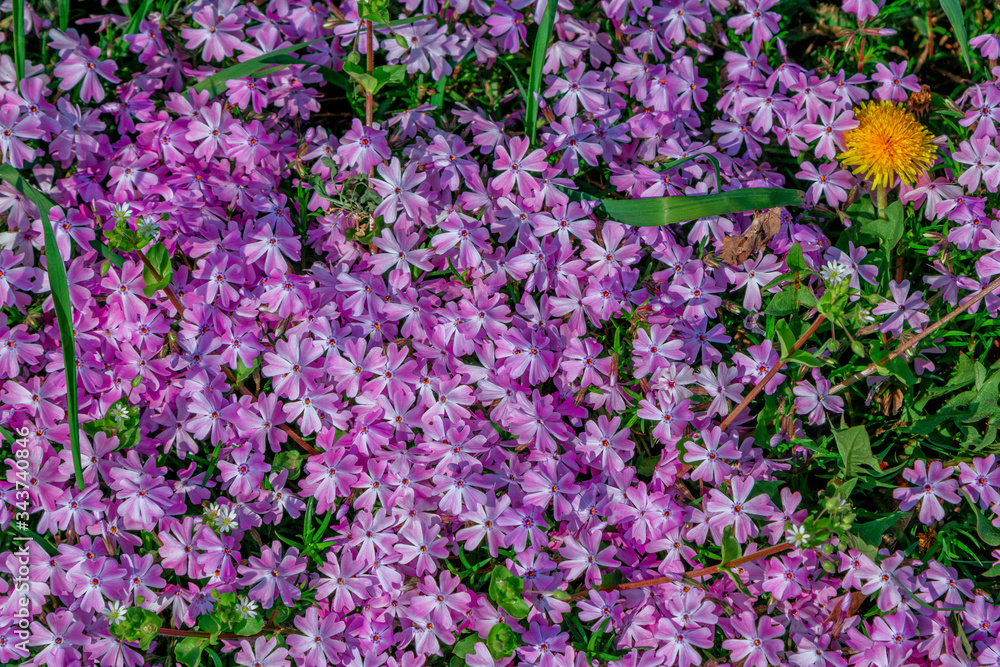 Beautiful purple phlox flowers, growing on the meadow. Spring nature background. Beautiful purple phlox flowers, growing on the meadow. Spring nature background.