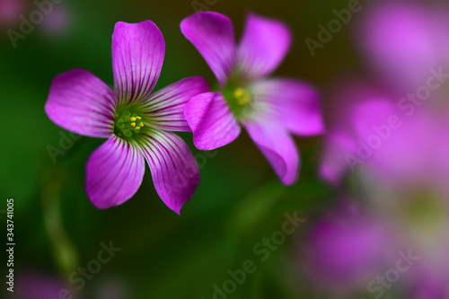 Purple flowers in the garden