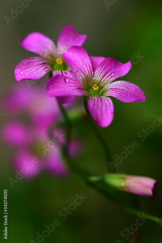 Purple flowers in the garden