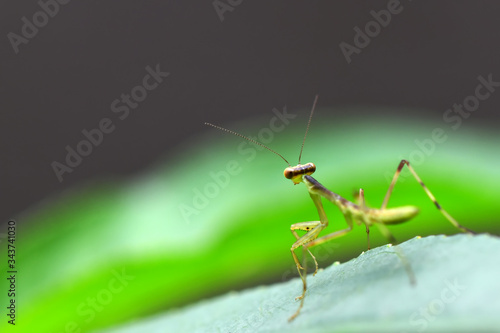 Wallpaper Mural Baby green praying mantis in the garden Torontodigital.ca