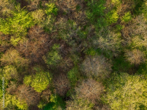 beautiful green forest aerial drone view - top view - Abstract nature backdrop as seen from drone. Spring green foliage European scenery