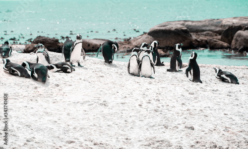 Pinguin Kolonie Cape Point