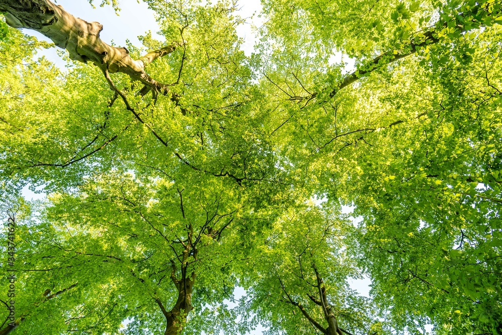 Fototapeta premium Baumwipfel abstrakt mit frischen grünnen Blättern im Frühling