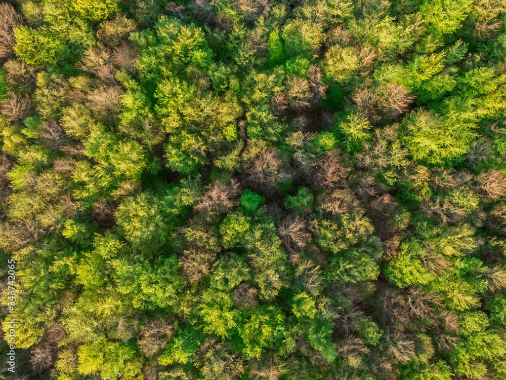 beautiful green forest aerial drone view - top view - Abstract nature backdrop as seen from drone. Spring green foliage  European scenery
