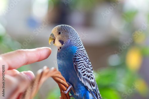 A beautiful wavy parrot of blue color pecks a person’s finger. Parrot bites