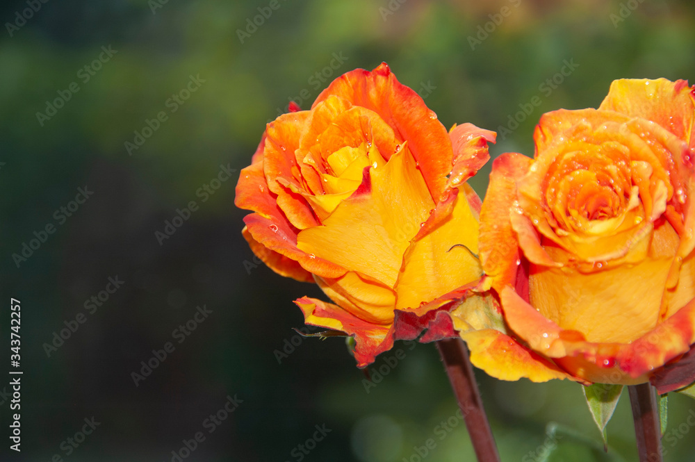 roses on the windowsill. yellow roses. roses in a vase. postcard. beautiful flowers.
