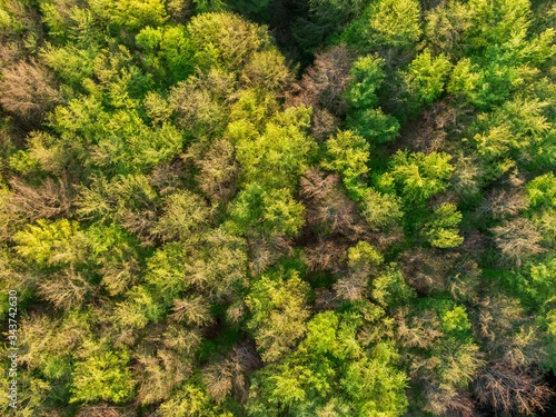 top view of the green tree top of the European forest in spring- Abstract nature backdrop as seen from drone. Spring green foliage European scenery