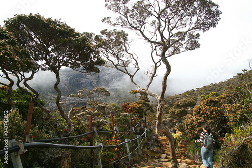 Couple walk pass kinabalu forest