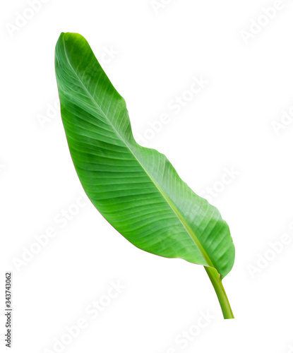 tropical banana green leaf isolated on white background