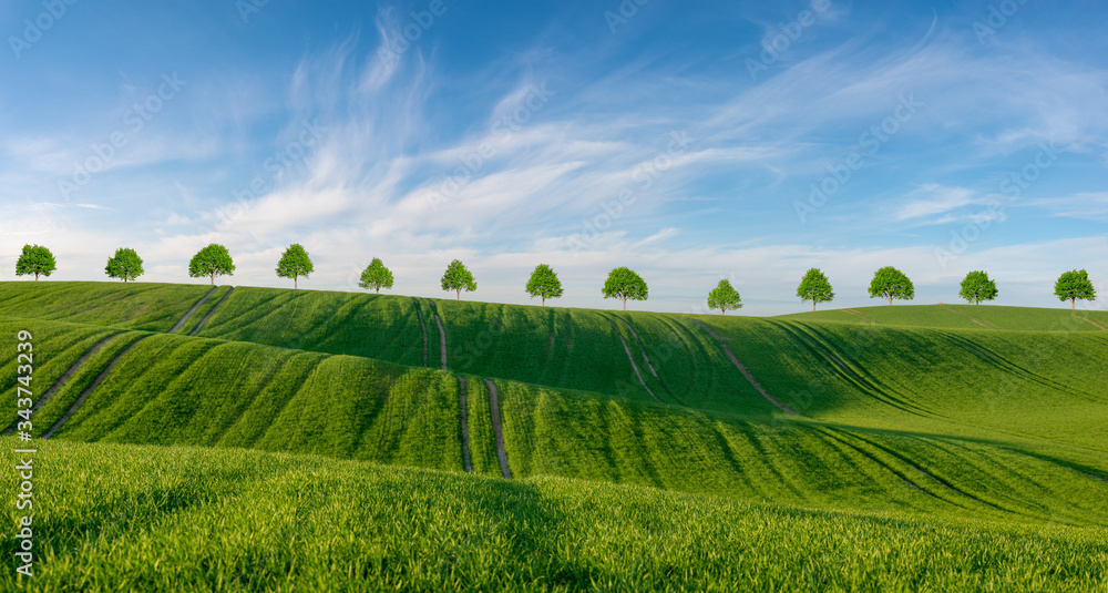 Green wheat fields. Agricultural land. Treated spacious field in the plane. A row of green trees between the fields.