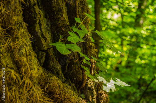 Fotografie Stems showing the rootlets used to cling to walls and tree trunks