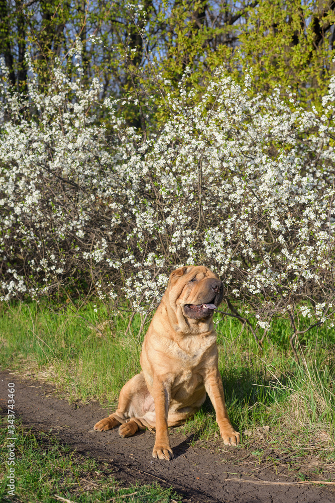sharpey thoroughbred red cheerful dog in the spring forest, posing for the camera. care of domestic animals. spring walk with a dog in the woods