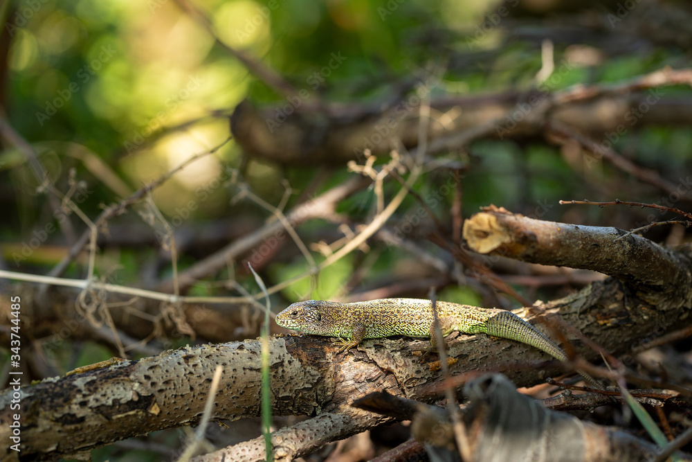 Garden lizard relaxing and warming up on tree branch. Camouflage garden lizards. Wildlife.