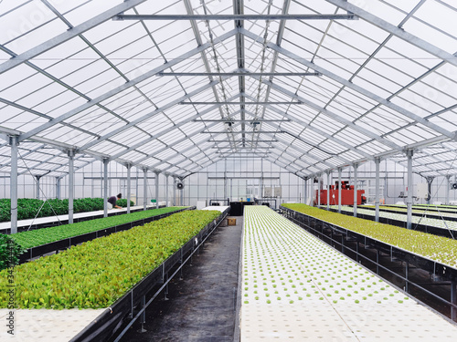 Greenhouse hydroponic Agriculture technology Food vegetable Modern farm Industry. Green house interior with people growing seed