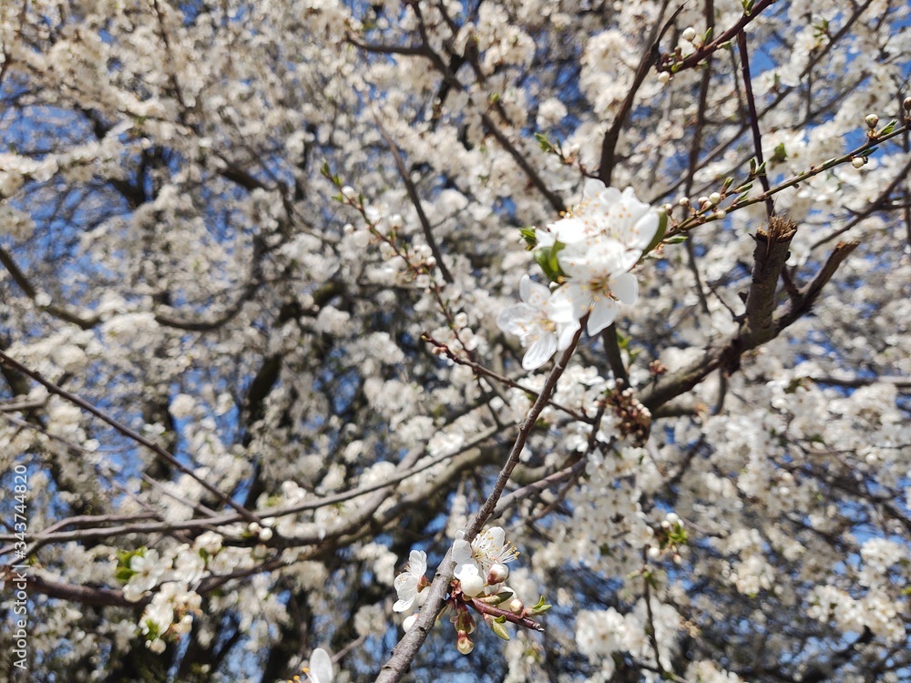 Spring tree flowering. White blooming tree. Slovakia Spring tree flowering. White blooming tree. Slovakia