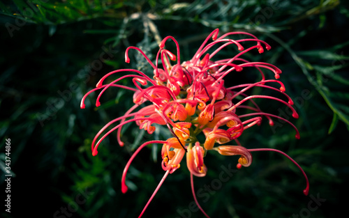Grevillea flower