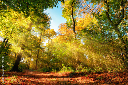 Colorful autumn forest landscape with warm sun rays illumining the foliage and a path leading through the trees
