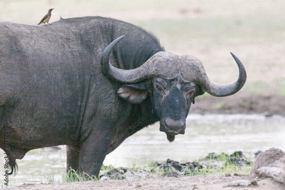 Fototapeta premium Büffel