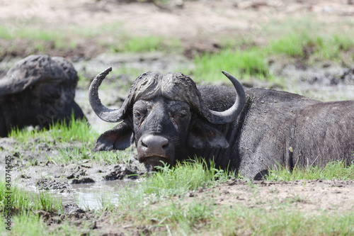 Büffel beim Schlammbad © Miriam