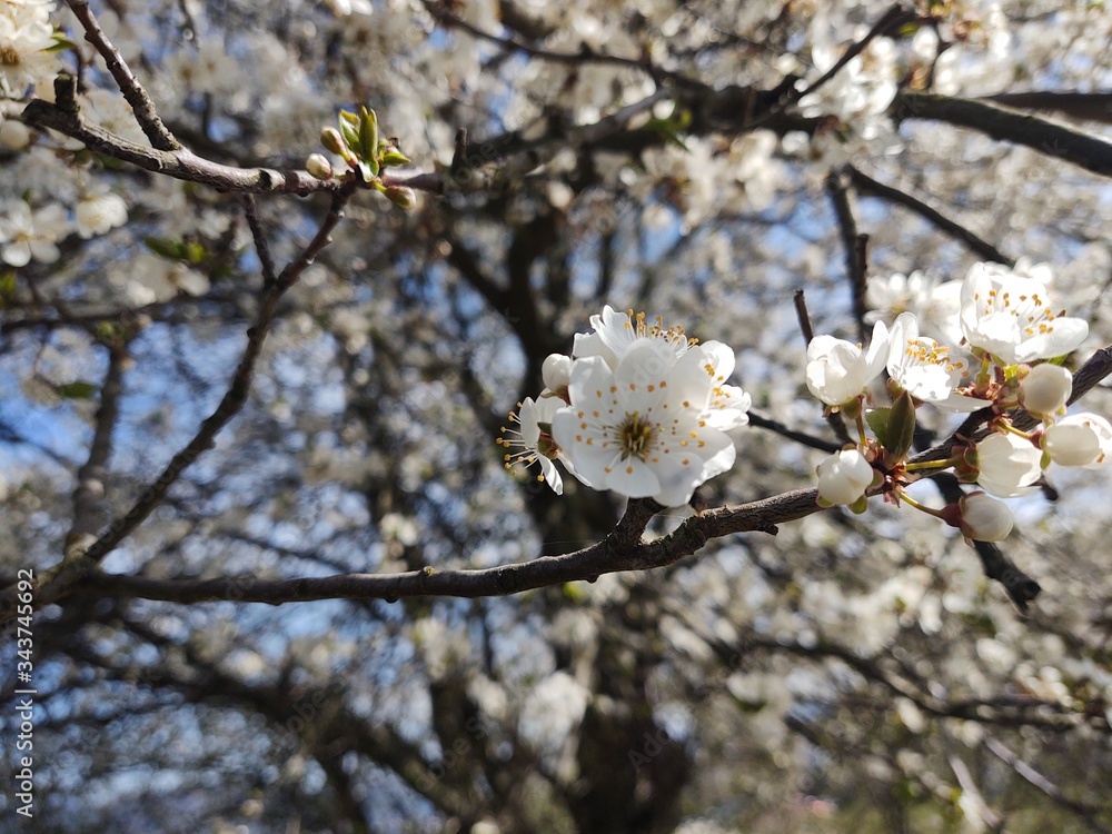 Spring tree flowering. White blooming tree. Slovakia Spring tree flowering. White blooming tree. Slovakia