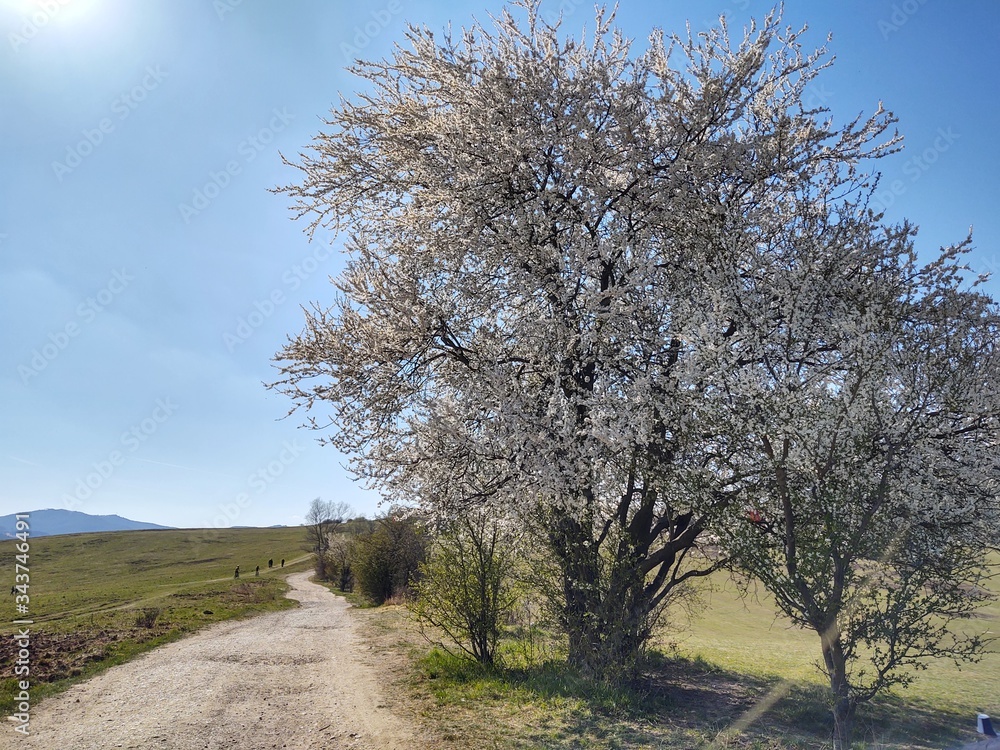 Spring tree flowering. White blooming tree. Slovakia Spring tree flowering. White blooming tree. Slovakia