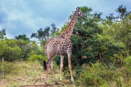 Gorgeous giraffes. Exotic journey