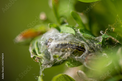 Raupe des Buchsbaumzünsler. auf frischem Buchsbaum, Makro und selektive Schärfe. © Werner