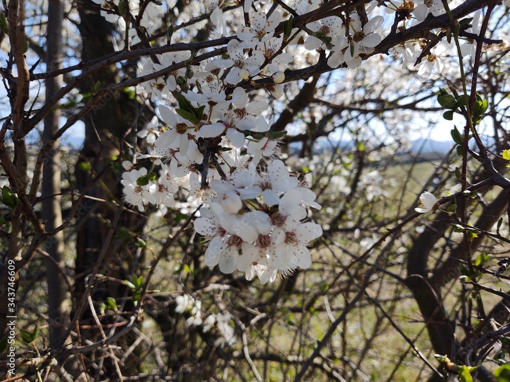 Spring tree flowering. White blooming tree. Slovakia Spring tree flowering. White blooming tree. Slovakia
