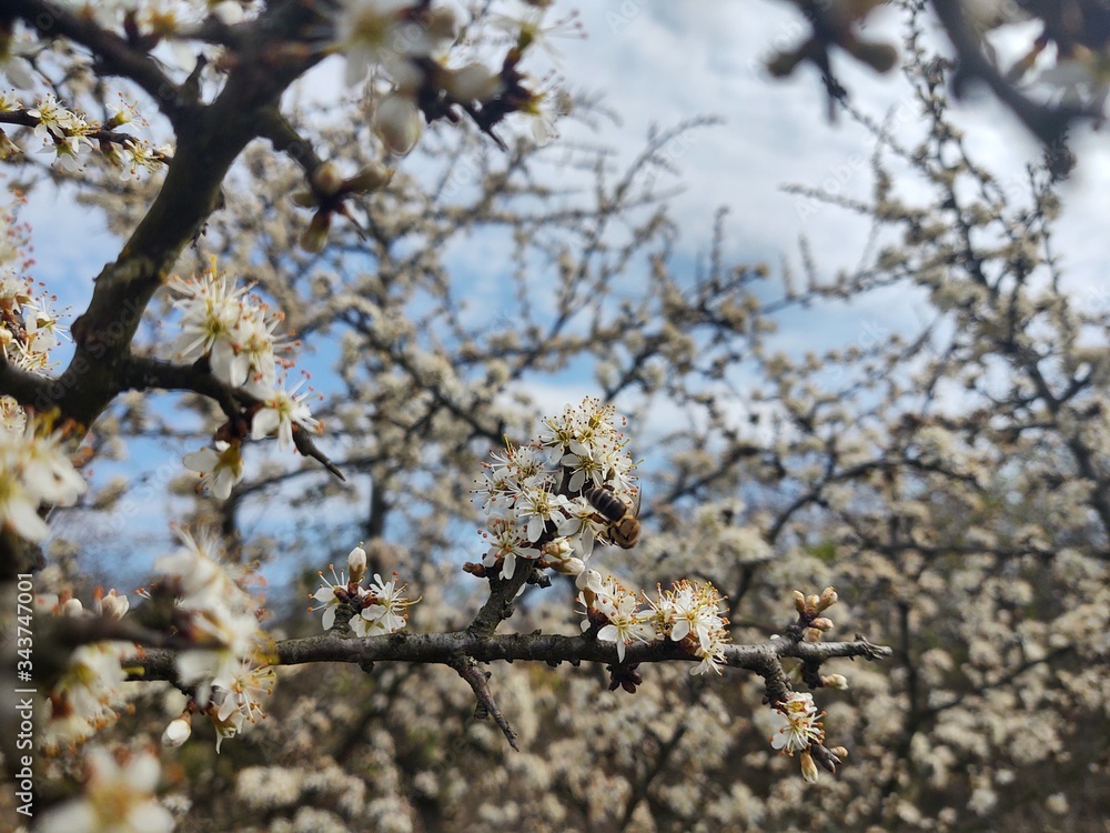 Spring tree flowering. White blooming tree. Slovakia Spring tree flowering. White blooming tree. Slovakia