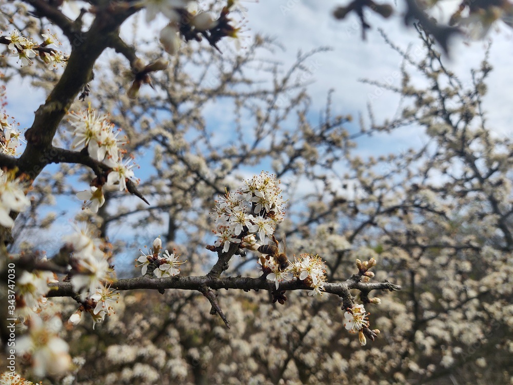 Spring tree flowering. White blooming tree. Slovakia Spring tree flowering. White blooming tree. Slovakia
