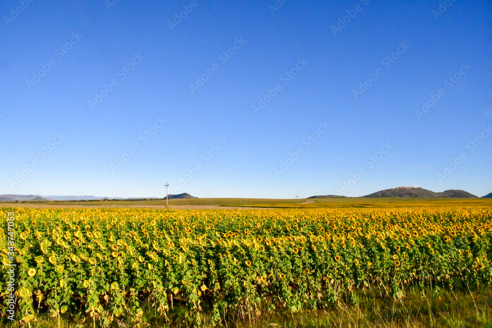レソトから南アフリカのブルームフォンテインに向かう途中のひまわり畑。太陽に背を向けている。地平線の向こうにはテーブルマウンテンが見える。見渡す限りのひまわり畑。