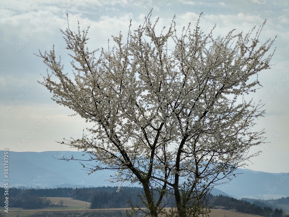 Spring tree flowering. White blooming tree. Slovakia Spring tree flowering. White blooming tree. Slovakia