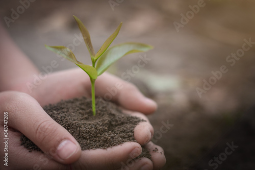 Seedlings in the hand that are fertile soil. Seedling concepts germinate from the soil on Earth Day. Natural resources should be preserved.