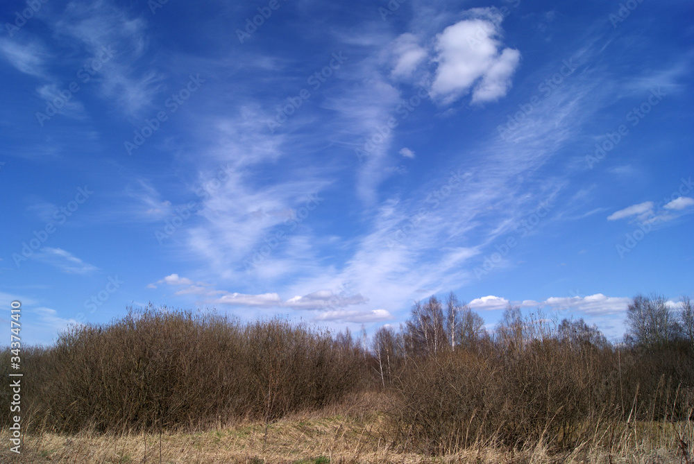Early spring. Last year's dry tall grass, bushes and trees are without leaves. The wind blew clouds across the blue sky. Beautiful sky Early spring. Last year's dry tall grass, bushes and trees are without leaves. The wind blew clouds across the blue sky. Beautiful sky