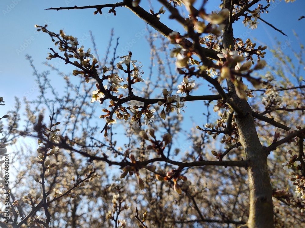 Spring tree flowering. White blooming tree. Slovakia Spring tree flowering. White blooming tree. Slovakia