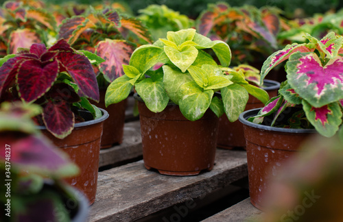 flowers in greenhouses greenhouse for the intensive cultivation of flowering plants and flower pots