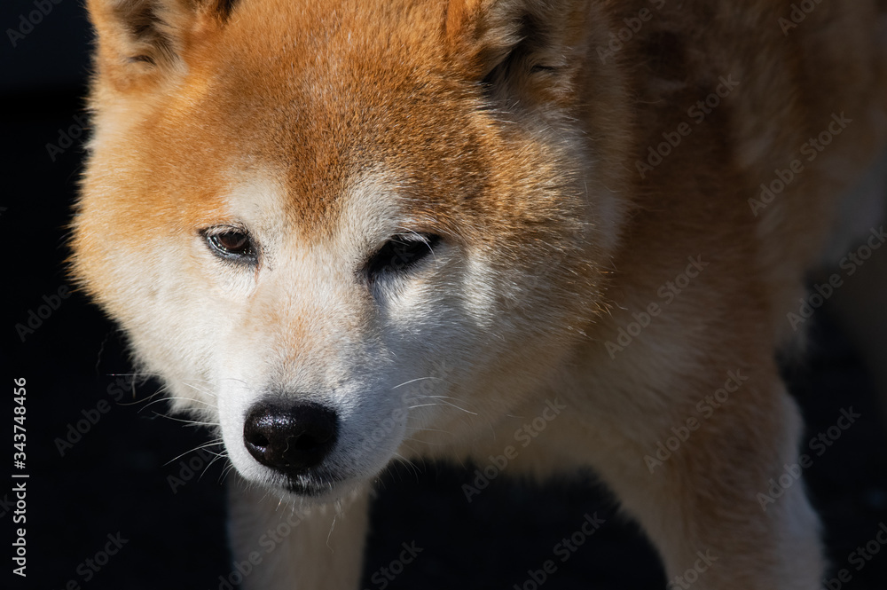 柴犬の日常 柴犬の日常
