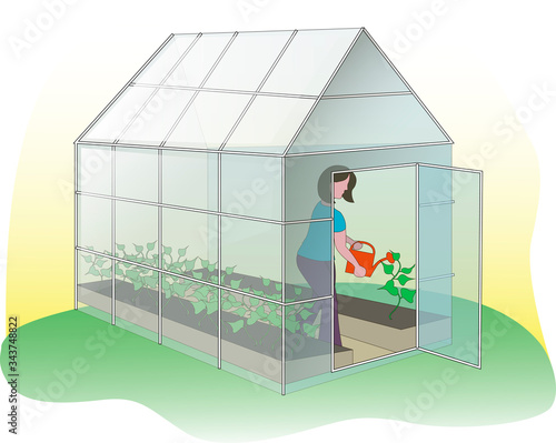 Stock vector illustration. The girl in the greenhouse is watering the parting