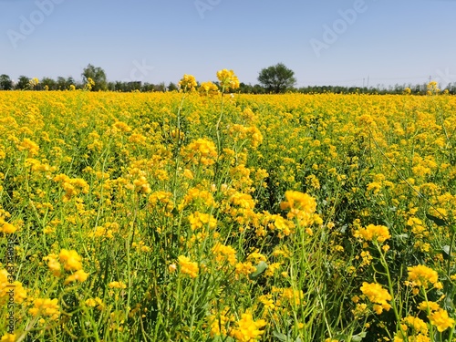field of yellow flowers © hu