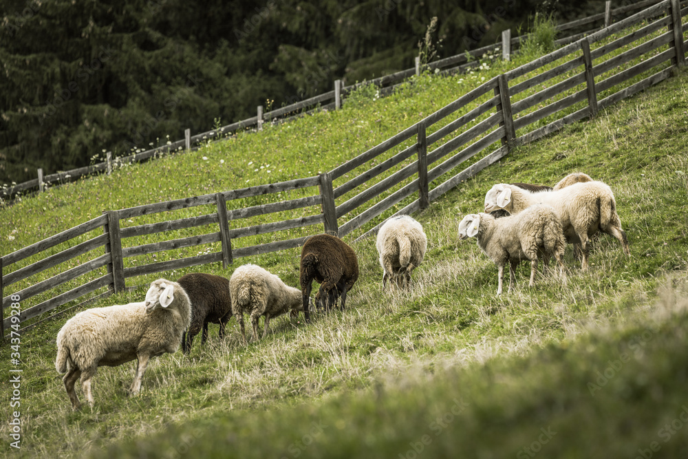 Fototapeta premium flock of sheep in an italian mountain pasture