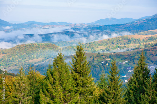 mountain landscape on early autumn morning. open view with forest on the meadow in front of a distant valley full of fog. stunning nature scenery. separate ridges on both sides. sunny weather
