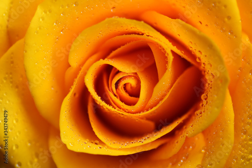 Yellow rose flower with dew drops closeup