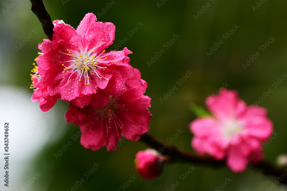 Obraz premium Peach flowers in the garden