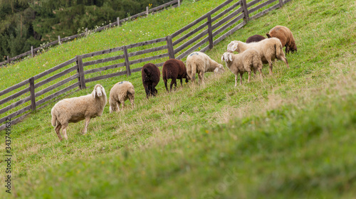 Fototapeta Naklejka Na Ścianę i Meble -  flock of sheep in an italian mountain pasture