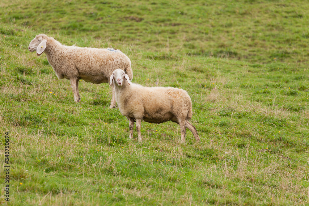 flock of sheep in an italian mountain pasture flock of sheep in an italian mountain pasture