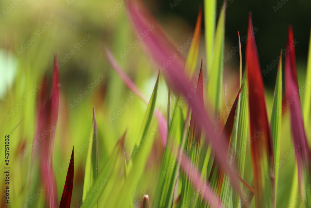 Colorful green and red grass background blurred in the park